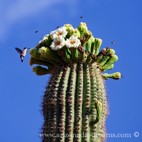 Saguaro Flowers/Humming Bird/Bees
Tonto National Forest, Rio Verde, AZ. Saguaro Flowers/Humming Bird/Bees
Tonto National Forest, Rio Verde, AZ.